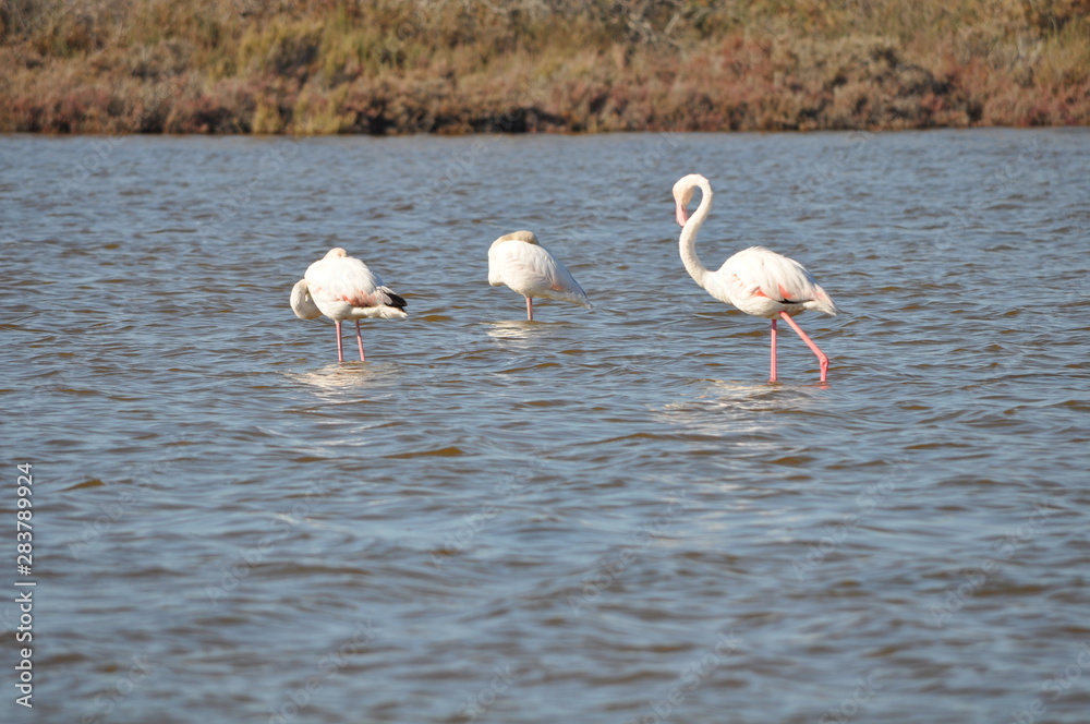 The beautiful bird Flamingo in the natural environment in Lady's Mile Limassol