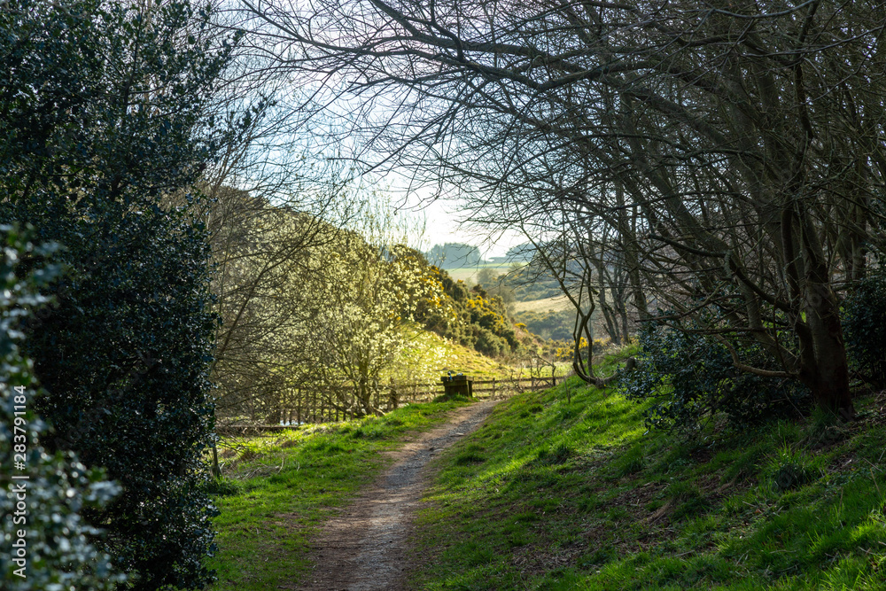 Spring season in Scotland, Lauder. Walkaway into silver tree forest.