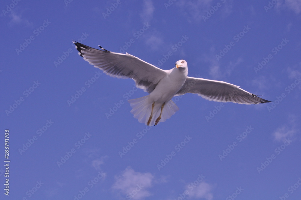 Fototapeta premium The beautiful bird European herring gull (Larus argentatus) in the natural environment