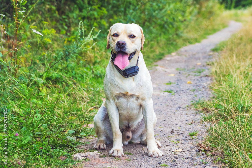 A labrador dog with his mouth open sits on a forest path_
