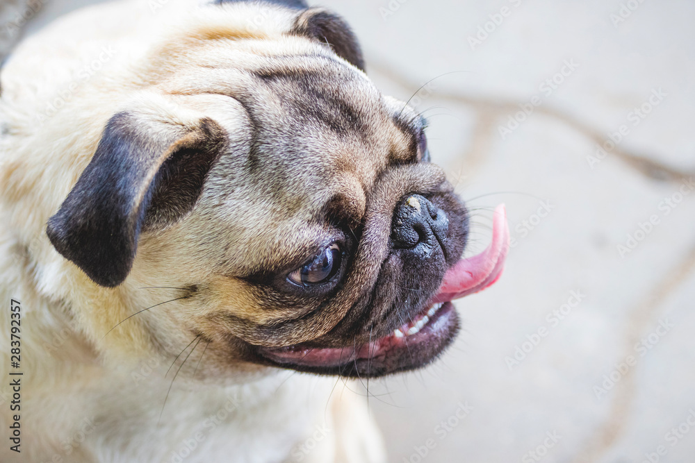 Portrait of a bulldog puppy with mouth open and tongue. Beware, there is an evil dog in the yard_