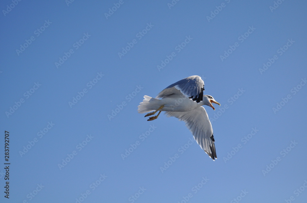 Obraz premium The beautiful bird European herring gull (Larus argentatus) in the natural environment