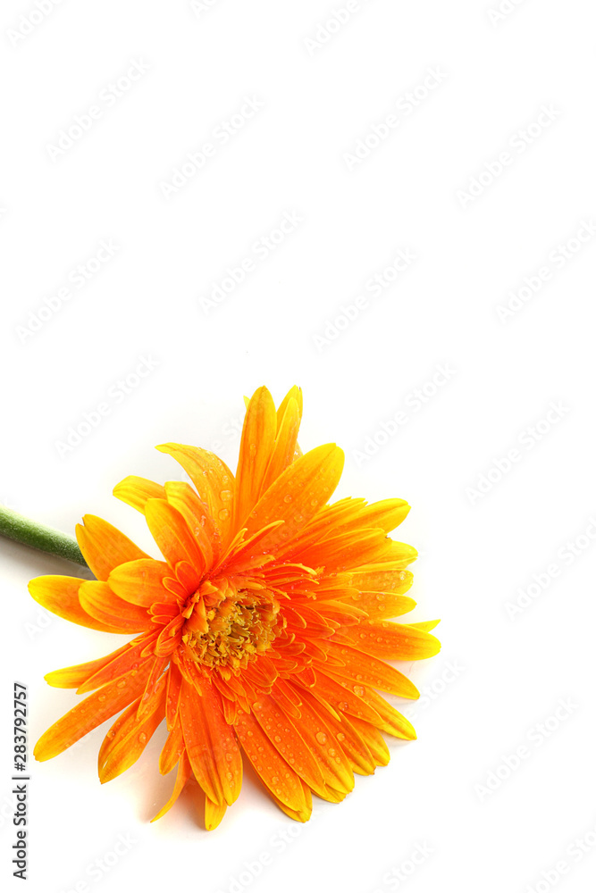 Orange gerbera flower