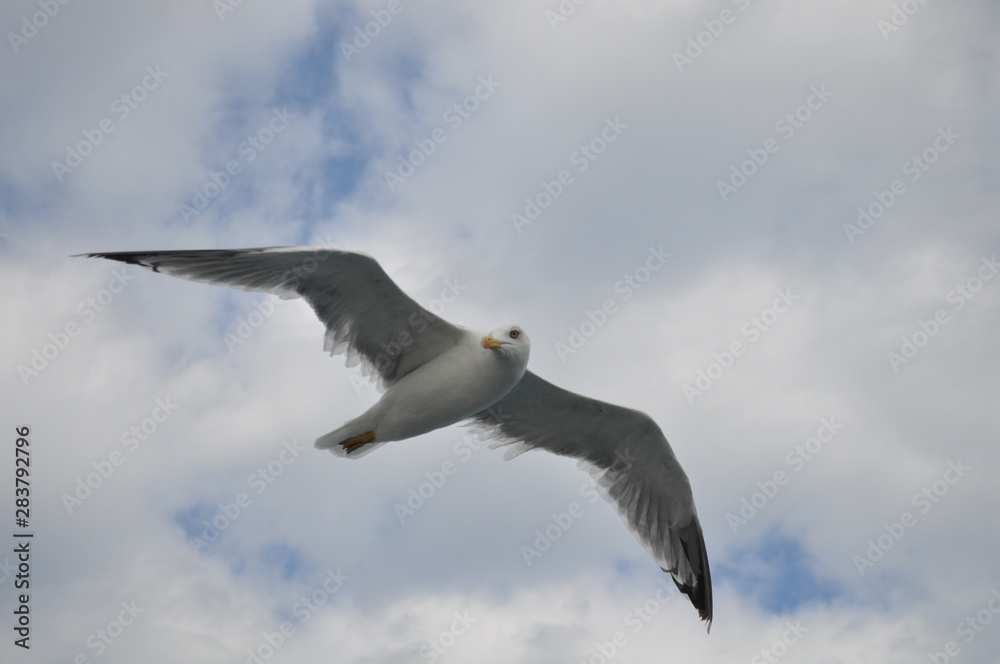 The beautiful bird European herring gull (Larus argentatus) in the natural environment The beautiful bird European herring gull (Larus argentatus) in the natural environment