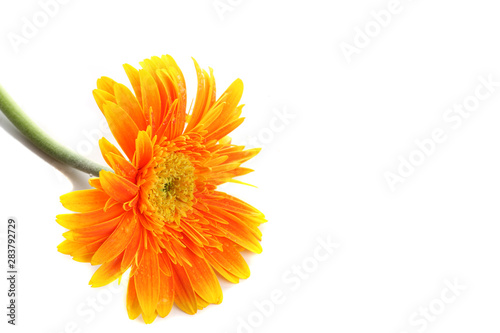 Fototapeta Naklejka Na Ścianę i Meble -  Orange gerbera flower