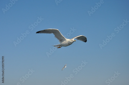 The beautiful bird European herring gull (Larus argentatus) in the natural environment