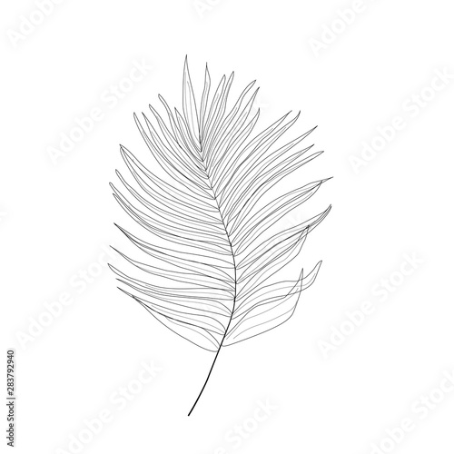 Palm leaf line art
