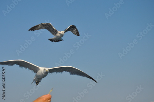 The beautiful bird European herring gull  Larus argentatus  in the natural environment