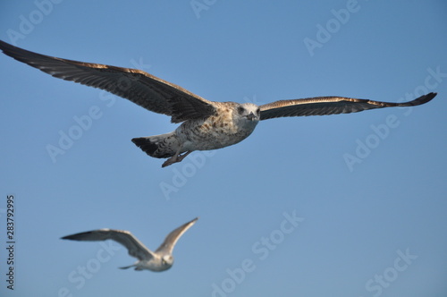 The beautiful bird European herring gull  Larus argentatus  in the natural environment