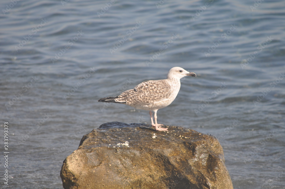 The beautiful bird European herring gull (Larus argentatus) in the natural environment The beautiful bird European herring gull (Larus argentatus) in the natural environment