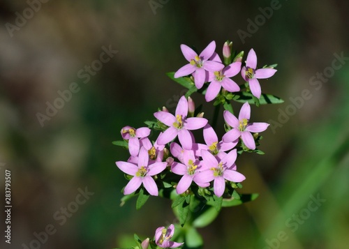 Tableau sur toile European centaury (Centaurium erythraea), Greece