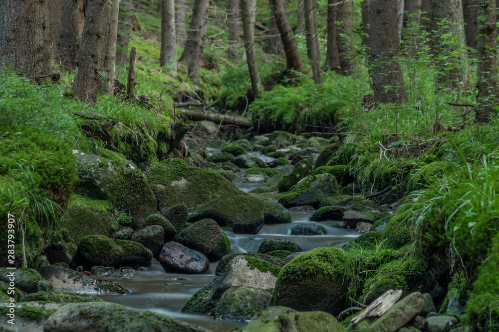 Bystrina creek in summer nice morning in Krusne mountains near Sokolov town Bystrina creek in summer nice morning in Krusne mountains near Sokolov town