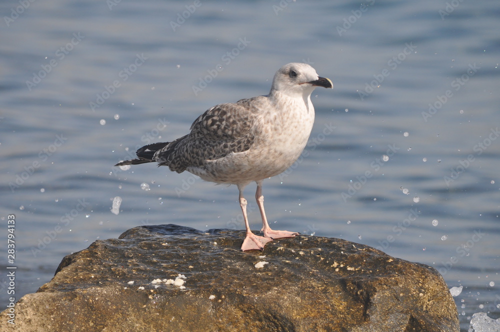 The beautiful bird European herring gull (Larus argentatus) in the natural environment The beautiful bird European herring gull (Larus argentatus) in the natural environment
