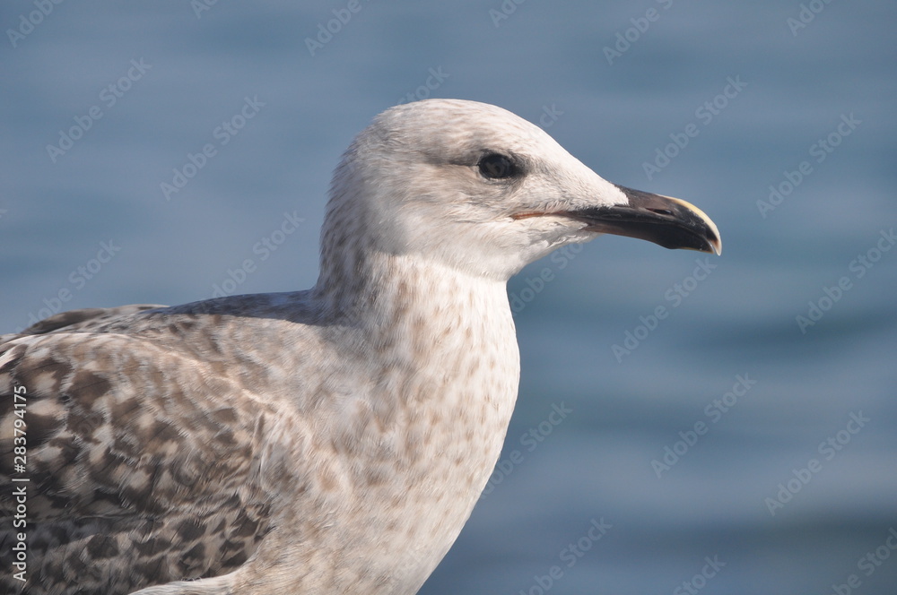 The beautiful bird European herring gull (Larus argentatus) in the natural environment The beautiful bird European herring gull (Larus argentatus) in the natural environment
