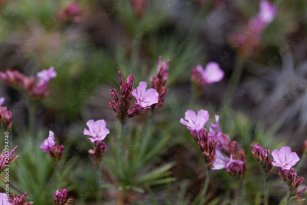 Flower of a prickly thrift, Acantholimon glumaceum Flower of a prickly thrift, Acantholimon glumaceum