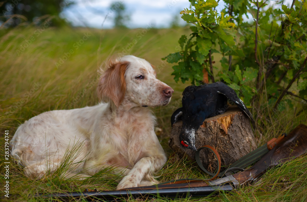 Portrait of a hunting dog with a trophy on the hunt. English setter lying on the grass. Nearby lies a hunting rifle and a trophy - grouse.
