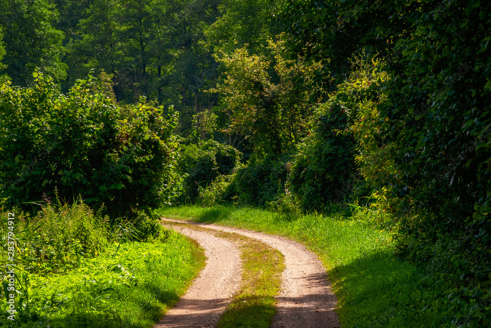 Fototapeta premium Lato w dolinie rzeki Supraśl. Piękne Podlasie