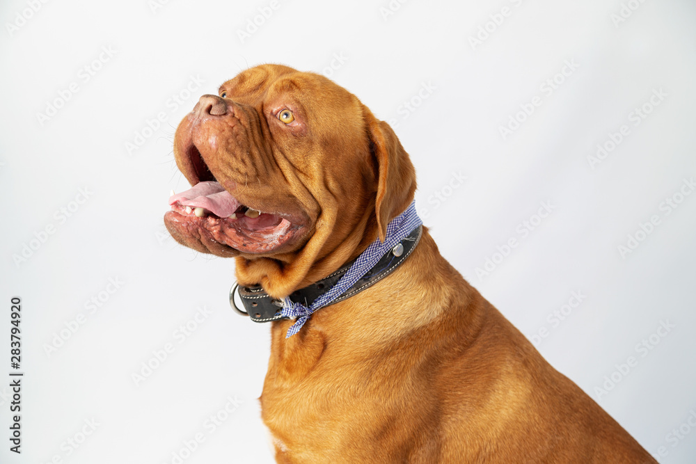 Cute brown burgundy bulldog smiling looking up - dogue de bordeaux on white background