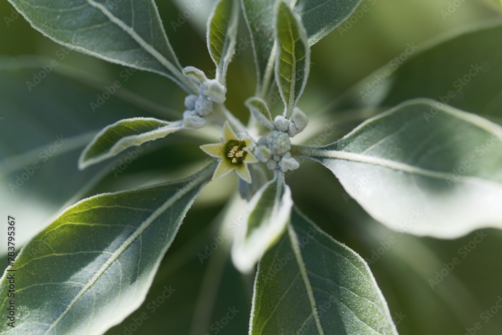 Fototapeta premium Flower of an ashwagandha plant, Withania somnifera