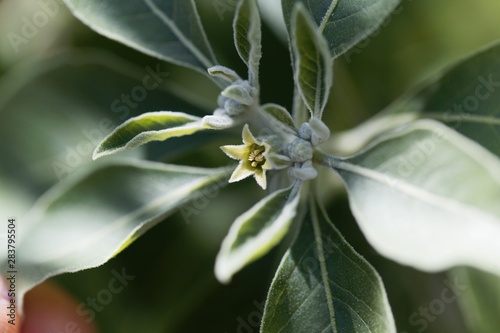Flower of an ashwagandha plant, Withania somnifera
