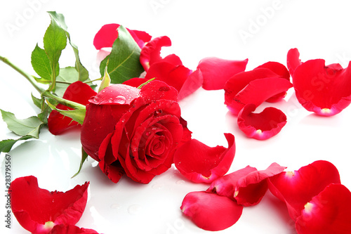 Red Rose   Petals