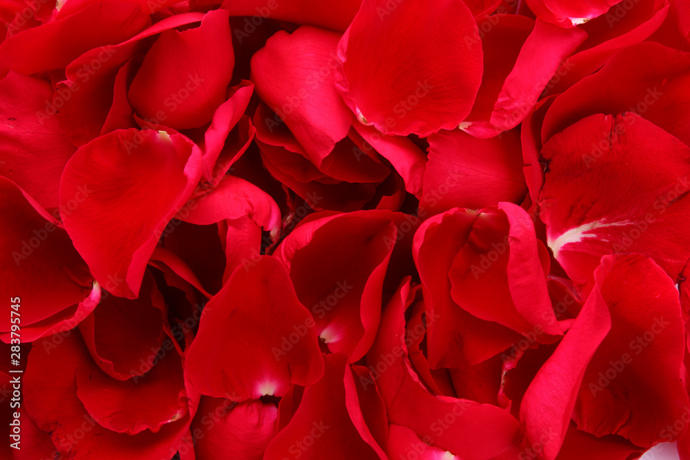 beautiful petals of red roses beautiful petals of red roses
