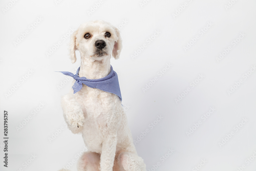 French poodle sitting raising a paw with a scarf on his neck in the studio with white background French poodle sitting raising a paw with a scarf on his neck in the studio with white background