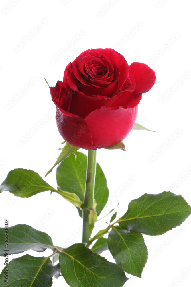 Fototapeta premium Single red rose flower