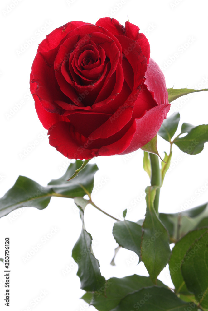 Fototapeta premium Single red rose flower