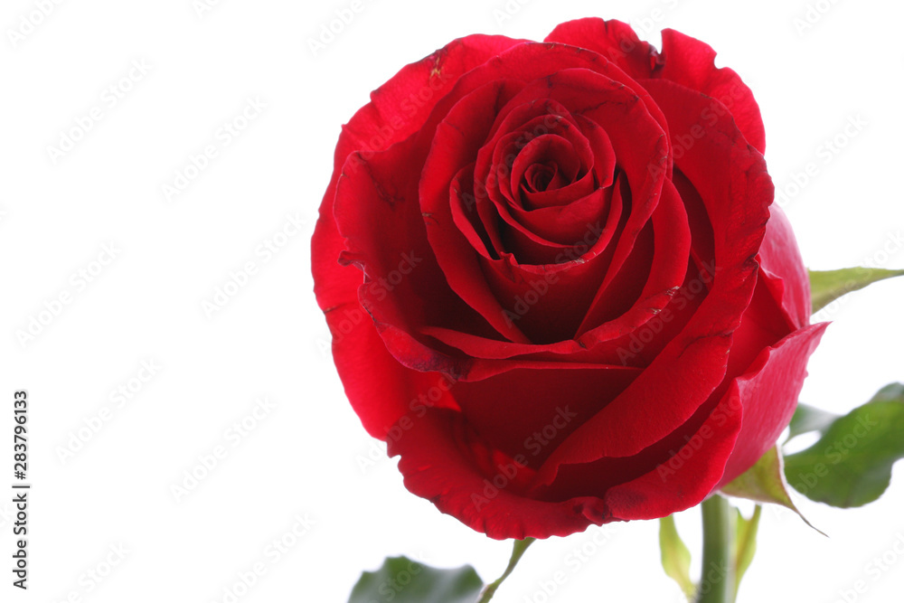 Single red rose flower