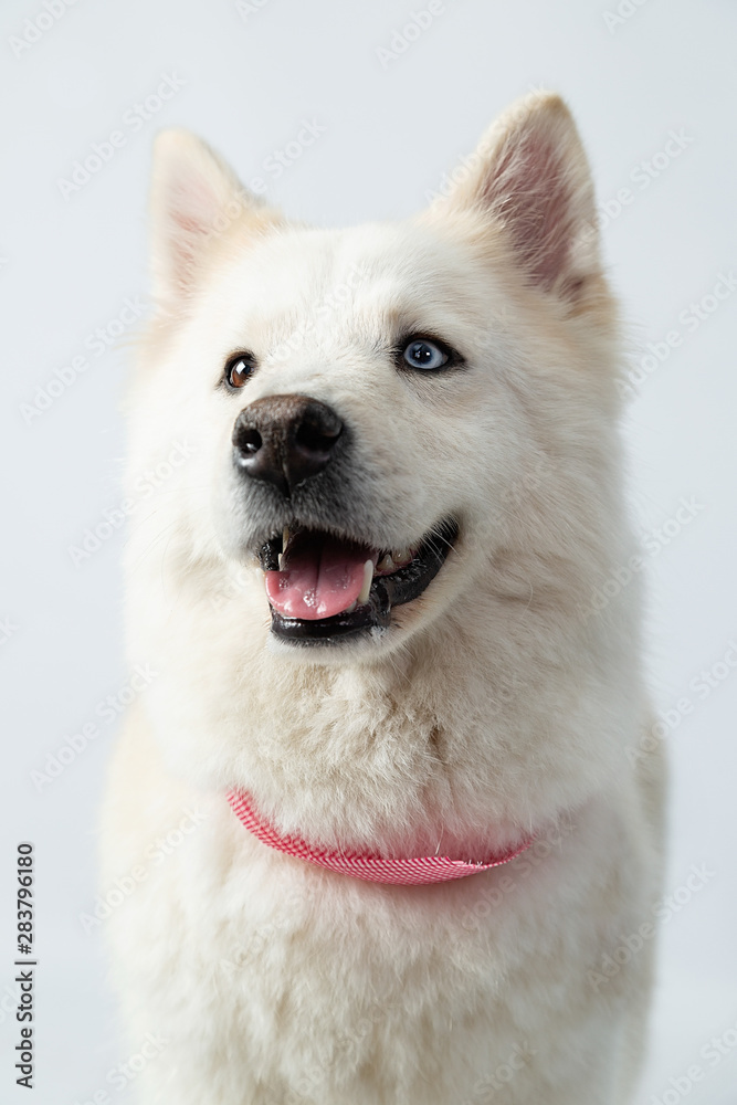 Portrait of siberian husky smiling and sticking out his tongue- dog with heterochromia