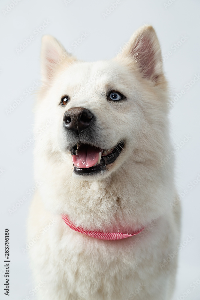 Fototapeta premium Portrait of siberian husky smiling and sticking out his tongue- dog with heterochromia