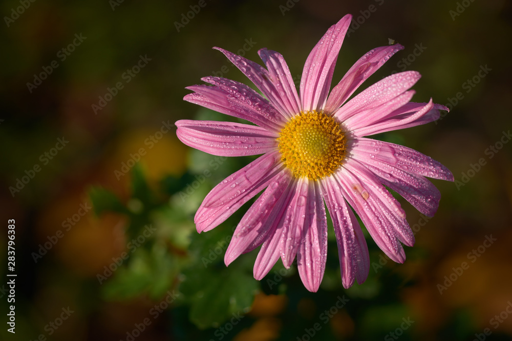 Obraz premium Blooming autumn flower in the morning dew.