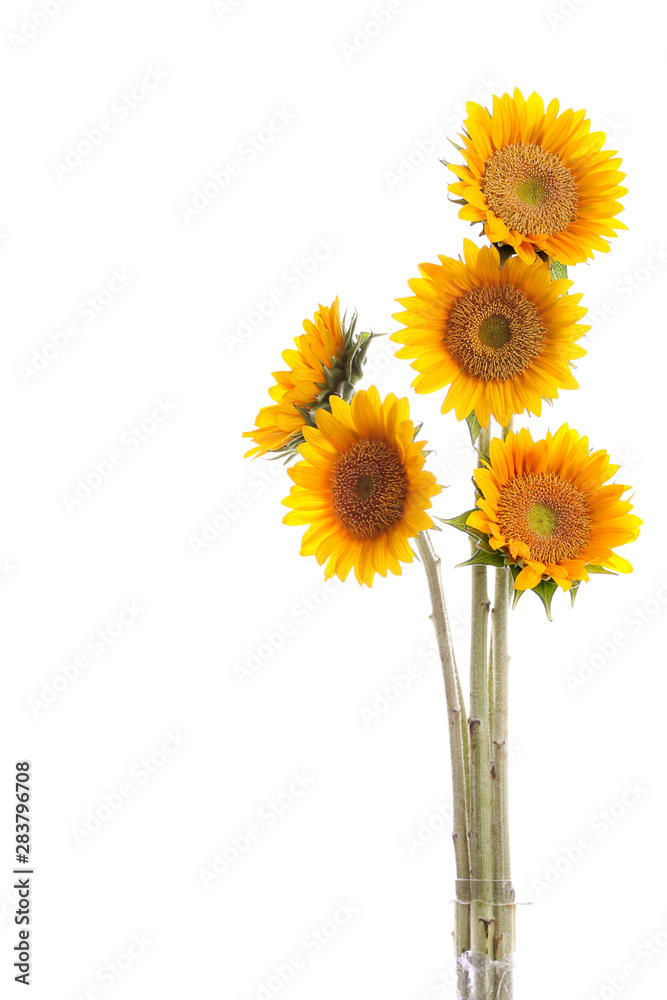 Naklejka premium beautiful sunflowers