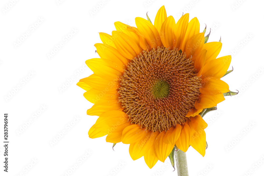 Fototapeta premium Fresh and beautiful sun flower on the white background
