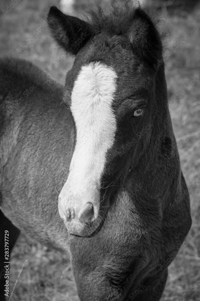 Fototapeta premium Islandfohlen mit hellen Augen