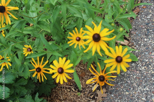 yellow flowers in the garden