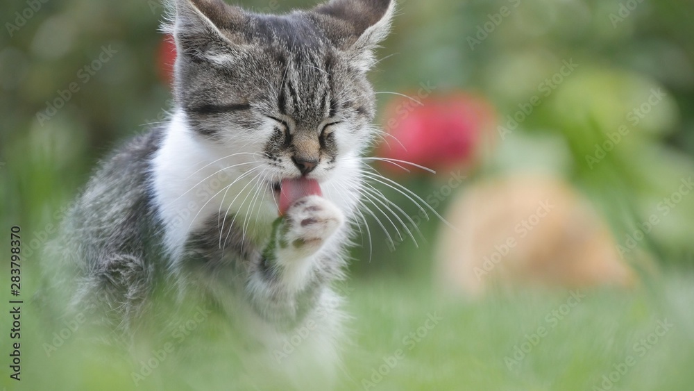 Little Cat in the Garden Staying in the Grass and Cleaning Her Fur Little Cat in the Garden Staying in the Grass and Cleaning Her Fur