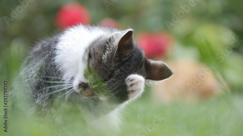 Little Cat in the Garden Staying in the Grass and Cleaning Her Fur