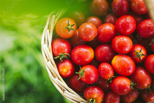 Freshly picked organic cherry tomatoes. Small red tomatoes in a wicker basket. Fresh small cherry tomato in basket.