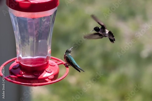 Hummingbirds fighting at a feeder.