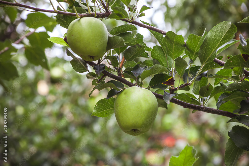 green apple green apple
