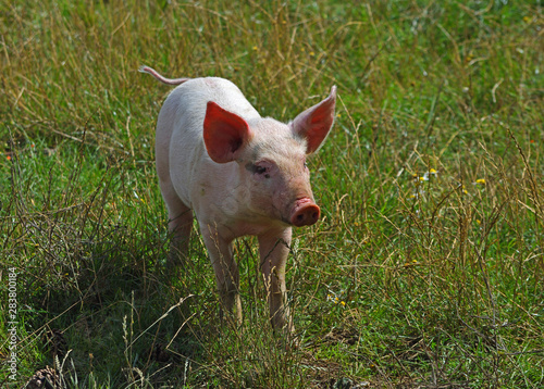 Piglet walking in long grass