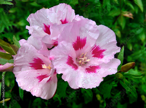 Pink with purple Godetia grandiflora flowers close up with water drops photo