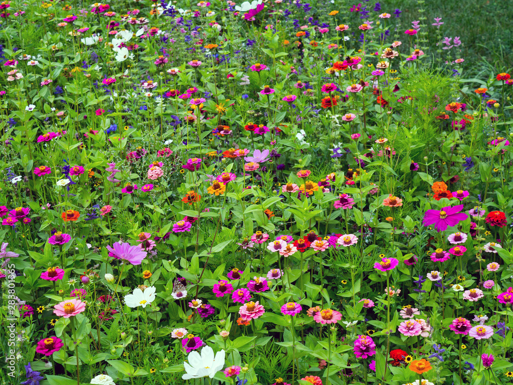 blooming meadow full of beautiful wildflowers blooming meadow full of beautiful wildflowers