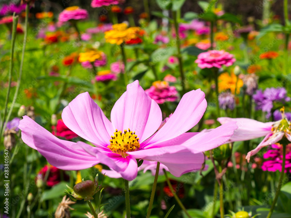 blooming meadow full of beautiful wildflowers blooming meadow full of beautiful wildflowers