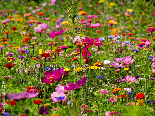 Fototapeta Naklejka Na Ścianę i Meble -  blooming meadow full of beautiful wildflowers