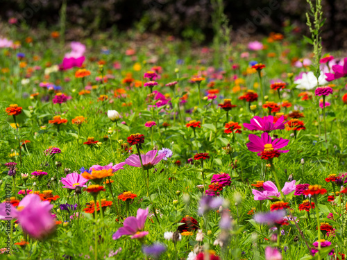 blooming meadow full of beautiful wildflowers