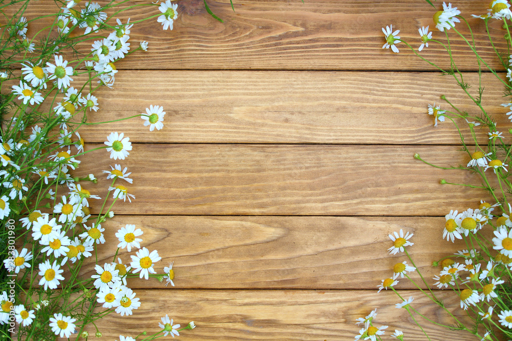 Wildflowers, grass on a wooden background. Chamomile.