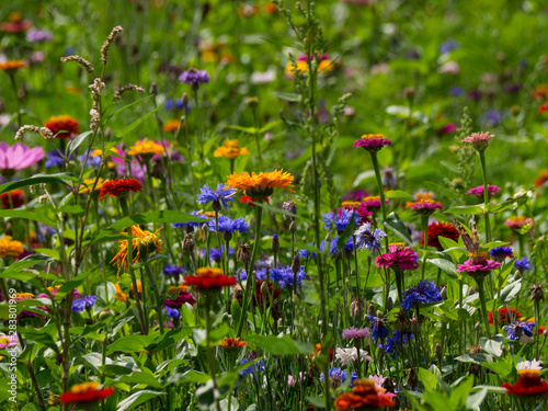 blooming meadow full of beautiful wildflowers